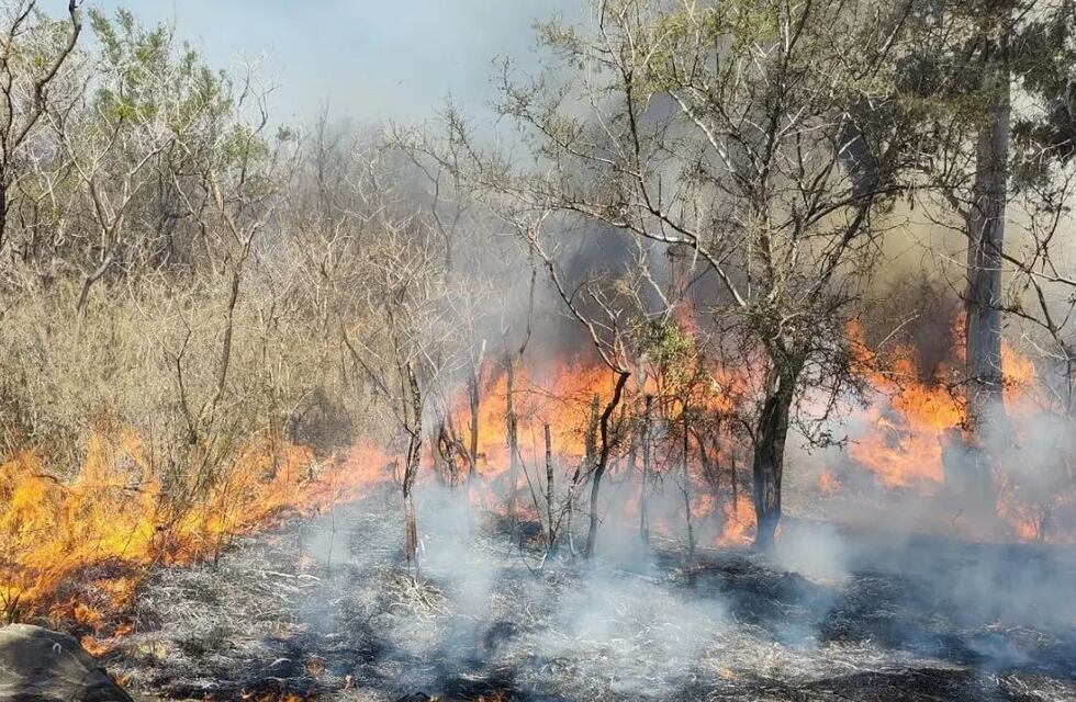 Incendios en la Argentina: cuáles son las zonas más afectadas y qué pasó con el plan de forestación