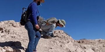 Un joven pastor que buscaba unas cabras que se le habían extraviado, encontró los restos fósiles un cerro de Humahuaca.
