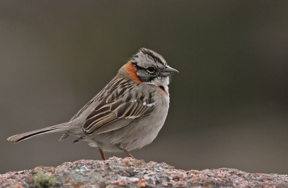 Concurso “Aves de Tres Arroyos”
