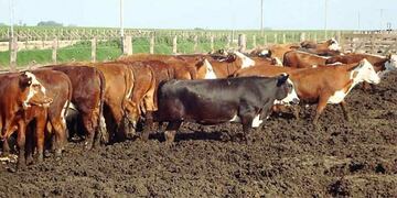 Engorde a campo y ensilaje.