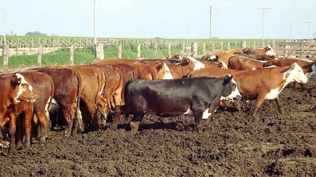 Engorde a campo y ensilaje.