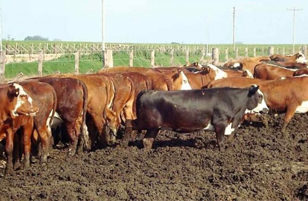 Engorde a corral y suplementación a campo en bovinos