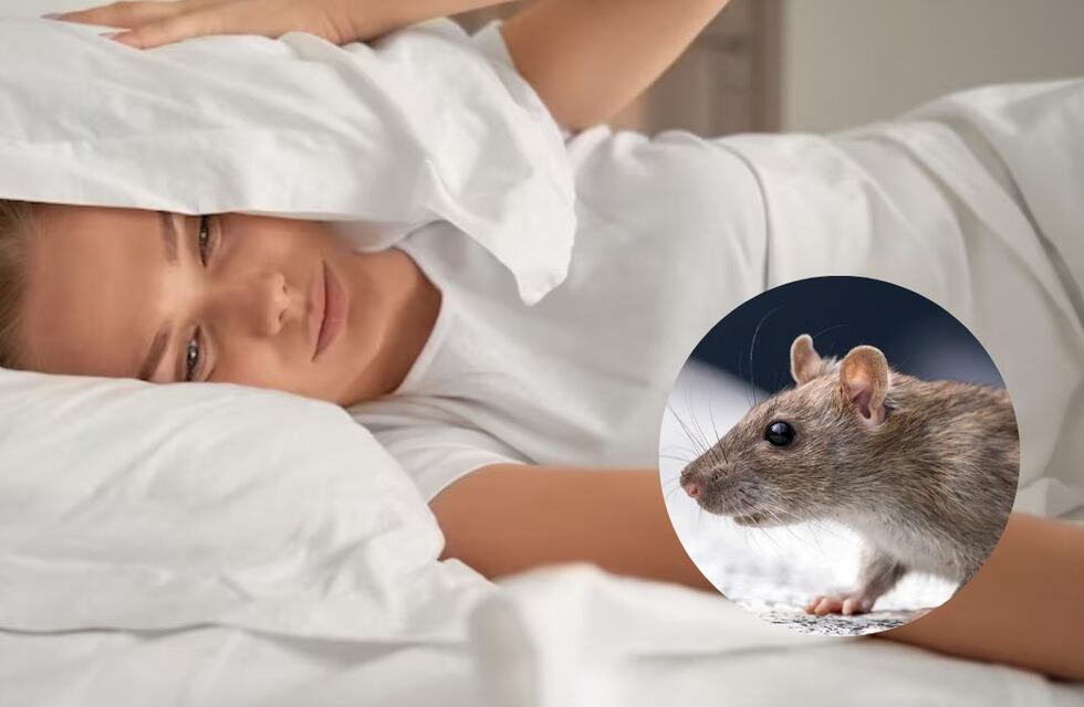 ¿Es malo soñar con ratas? Qué significa y por qué debés estar alerta