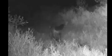 Momento en el que fue registrado el osito lavador. Foto captura.