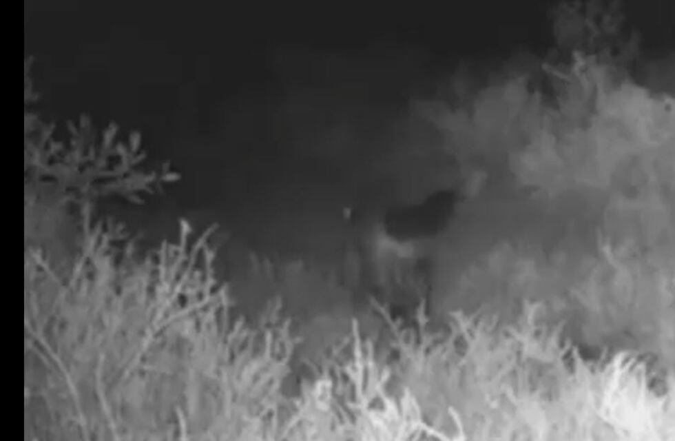 Futuro Parque Nacional Ansenuza: aparición de un nuevo mamífero, el “osito lavador”