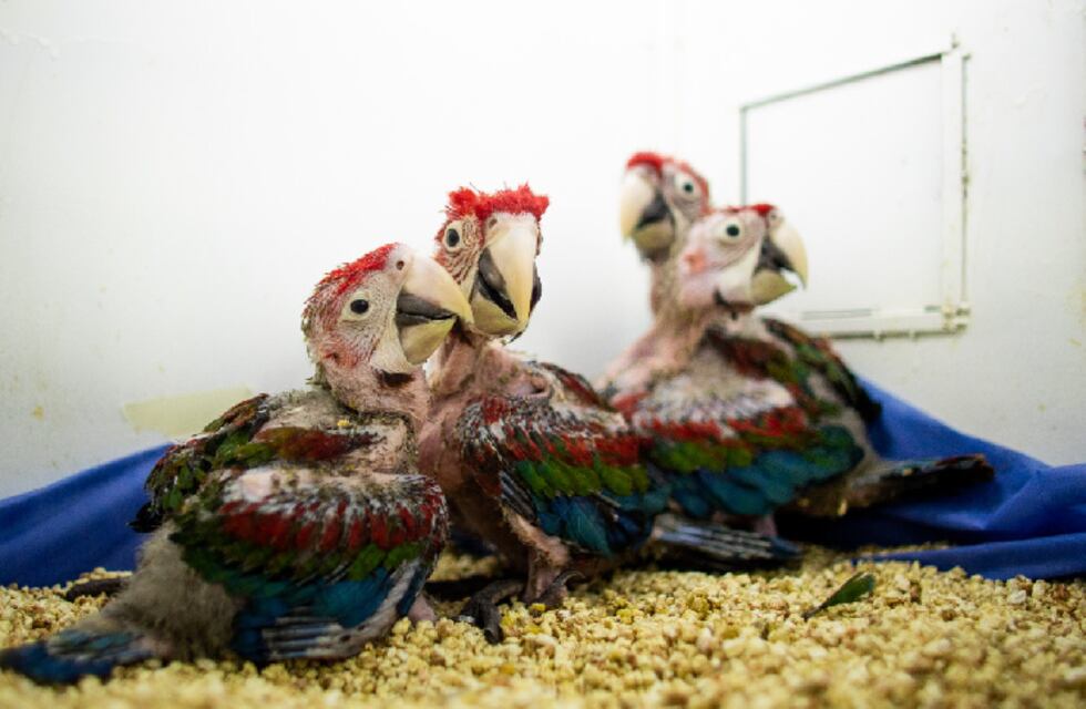 Recuperaron 4 pichones de guacamayo en San Luis
