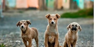 Un local mendocino tuvo un tierno gesto con unos perritos de la calle y se ganaron el amor de todos en las redes.