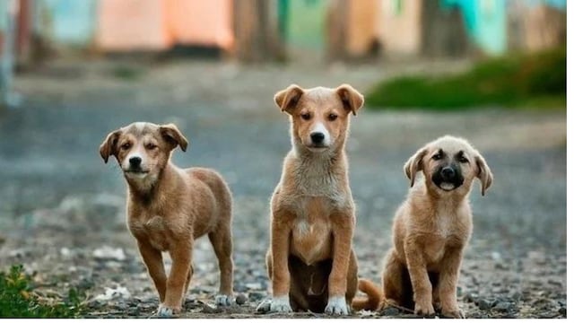 Un local mendocino tuvo un tierno gesto con unos perritos de la calle y se ganaron el amor de todos en las redes.