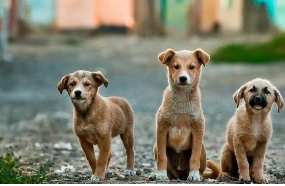 Un local mendocino tuvo un tierno gesto con unos perritos de la calle y se ganaron el amor de todos en las redes