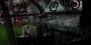 Escracharon a un policía por atar a sus perros bajo la lluvia en medio de un temporal en Corpus.