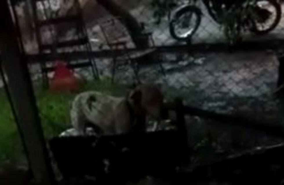 Escracharon a un policía por atar a sus perros bajo la lluvia en medio de un temporal en Corpus