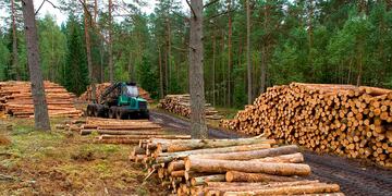Un informe de Greenpeace sobre deforestación en la Argentina arrojó cifras alarmantes que se dieron en el norte de nuestro país. Foto: Los Andes.