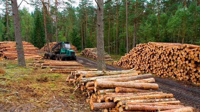 Un informe de Greenpeace sobre deforestación en la Argentina arrojó cifras alarmantes que se dieron en el norte de nuestro país. Foto: Los Andes.