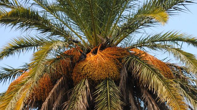 Una palmera se prendió fuego al caerle un rayo en Rosario