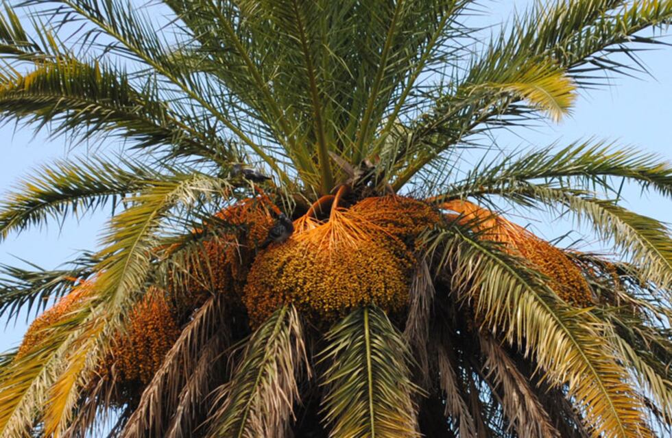 Tormenta en Rosario: un rayo cayó sobre una palmera y la prendió fuego