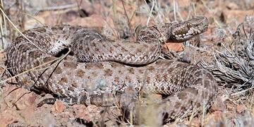 La yarará ñana es un animal autóctono de la fauna mendocina. Se alimenta de roedores y en busca de ellos ha avanzado sobre zonas habitadas del pedemonte. Gentileza