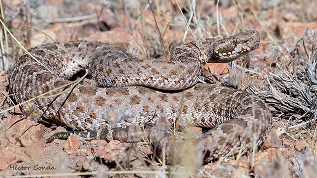 La yarará ñana es un animal autóctono de la fauna mendocina. Se alimenta de roedores y en busca de ellos ha avanzado sobre zonas habitadas del pedemonte. Gentileza