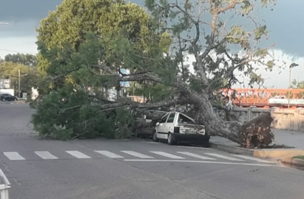 Una fuerte tormenta de viento causó caídas de árboles y destrozo de vehículos