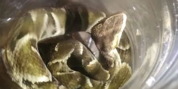 Puerto Iguazú: halló una yarará en su casa