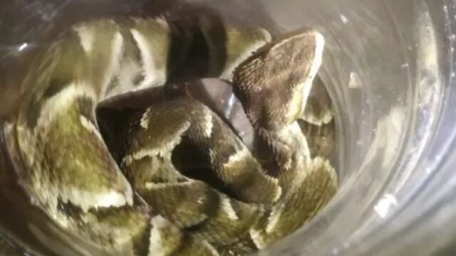 Puerto Iguazú: halló una yarará en su casa