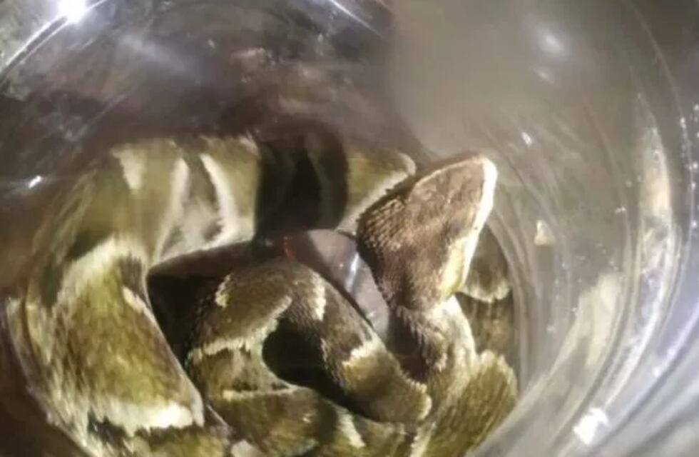 Puerto Iguazú: halló una yarará en su casa