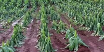 Lluvias torrenciales causan estragos en plantaciones y caminos rurales del Norte de Wanda, Misiones