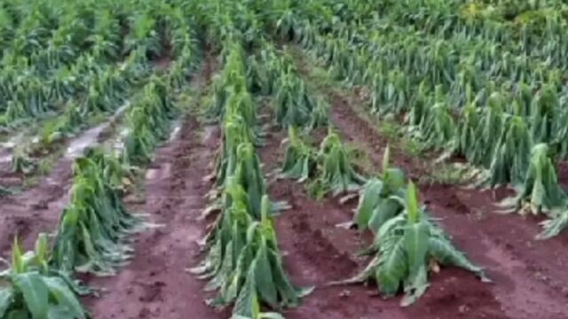 Lluvias torrenciales causan estragos en plantaciones y caminos rurales del Norte de Wanda, Misiones