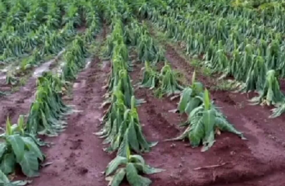 Wanda: el temporal causó grandes pérdidas en las colonias de la zona