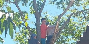 Un hombre se desmayó mientras podaba un árbol en Iguazú y tuvo que ser rescatado por bomberos.