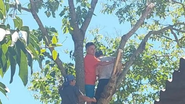 Un hombre se desmayó mientras podaba un árbol en Iguazú y tuvo que ser rescatado por bomberos.