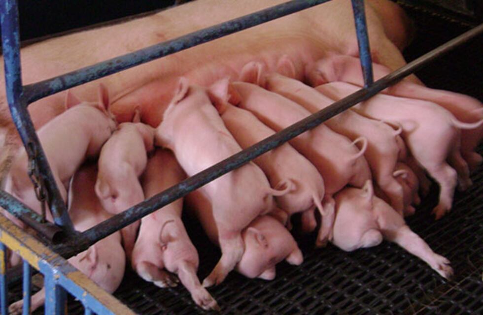 Cerdos en lactancia, aumento productivo