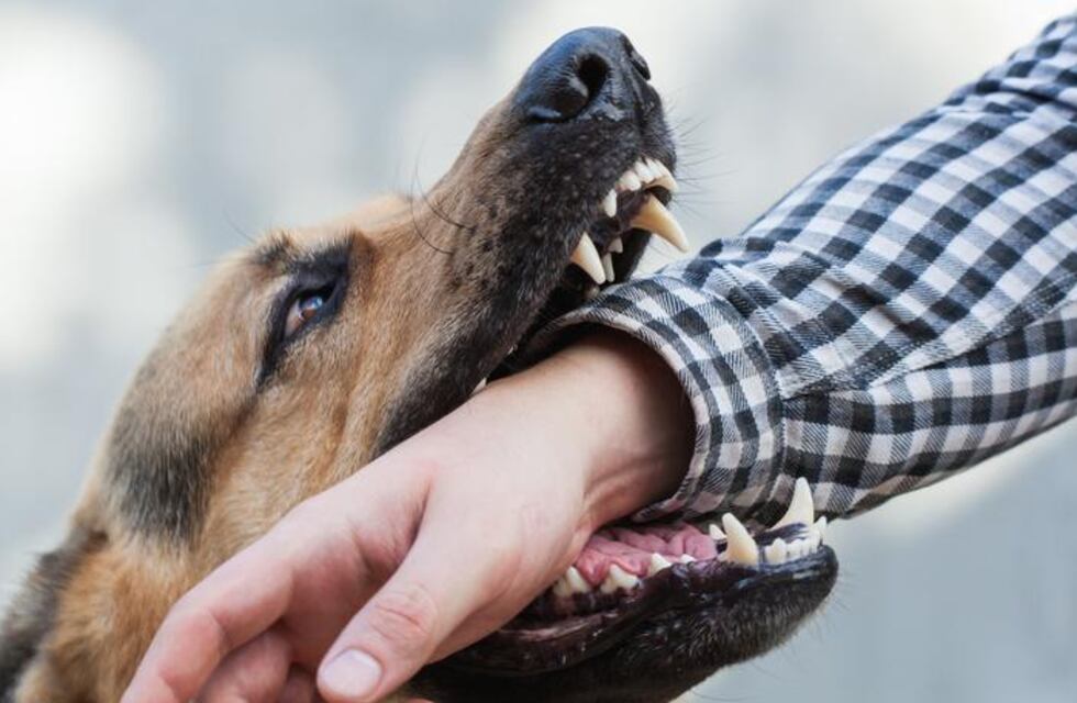 Héroe de cuatro patas en Corrientes: un perro atrapó a un ladrón cuando entró a su vivienda