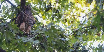 La emotiva liberación de un gavilán en Ciudad y su gran aporte en el control de plagas y enfermedades. Foto: Marcelo Rolland / Los Andes.