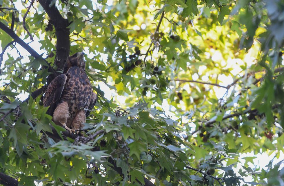 La emotiva liberación de un gavilán en Ciudad y su gran aporte en el control de plagas y enfermedades