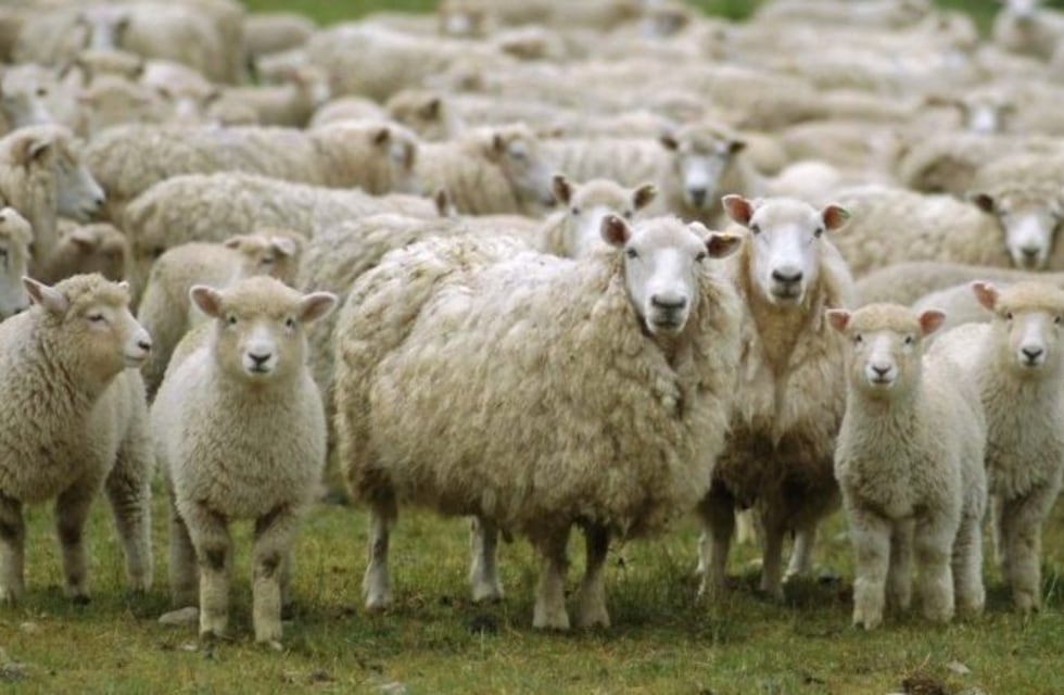 Nueva raza ovina: Pampinta