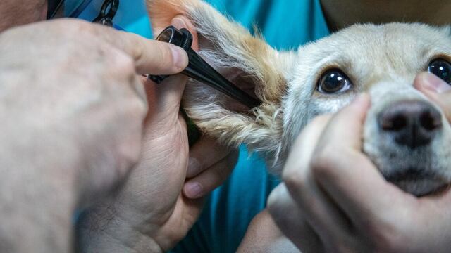 Eldorado: comunicaron las guardias veterinarias durante el fin de semana largo.