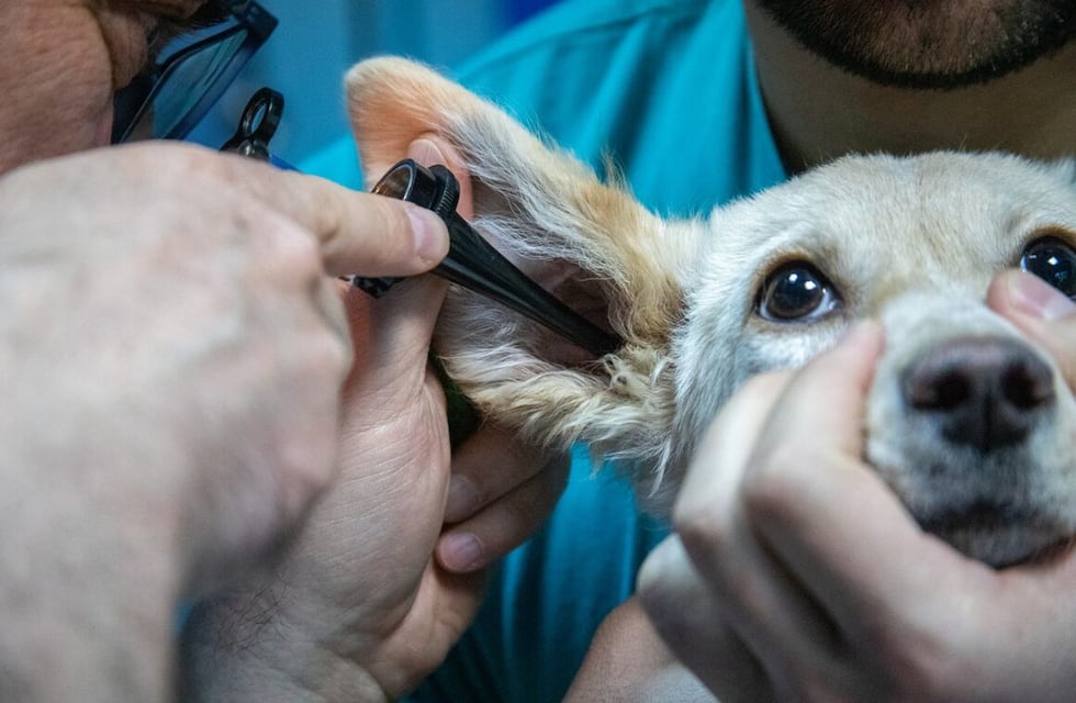 Eldorado: comunicaron las guardias veterinarias durante el fin de semana largo