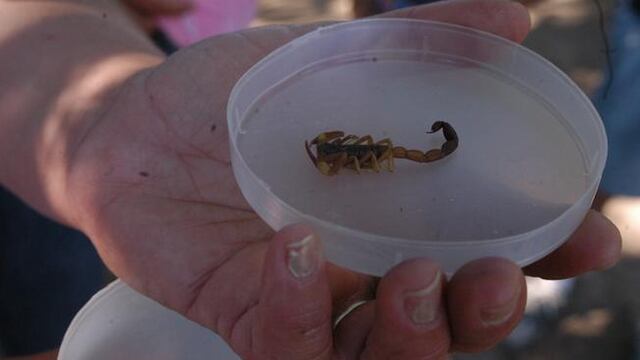 ALACRÁN. Difunden recomendaciones.