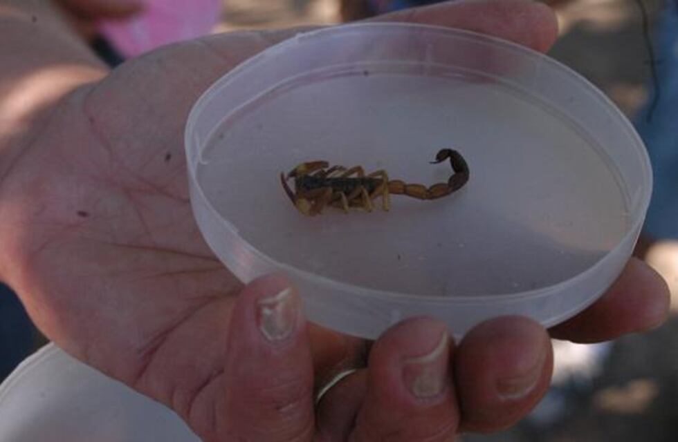 ¿Cómo prevenir accidentes por picaduras de alacranes?