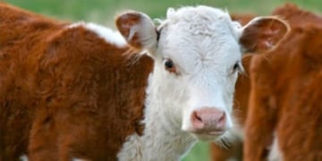 Al parecer intentaron robar al ternero, por lo que terminó cayendo al canal.