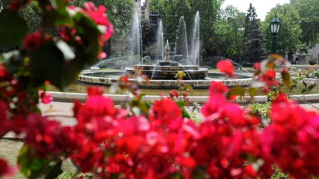 Árboles en flor en la ciudad de Córdoba. (La Voz / Archivo)