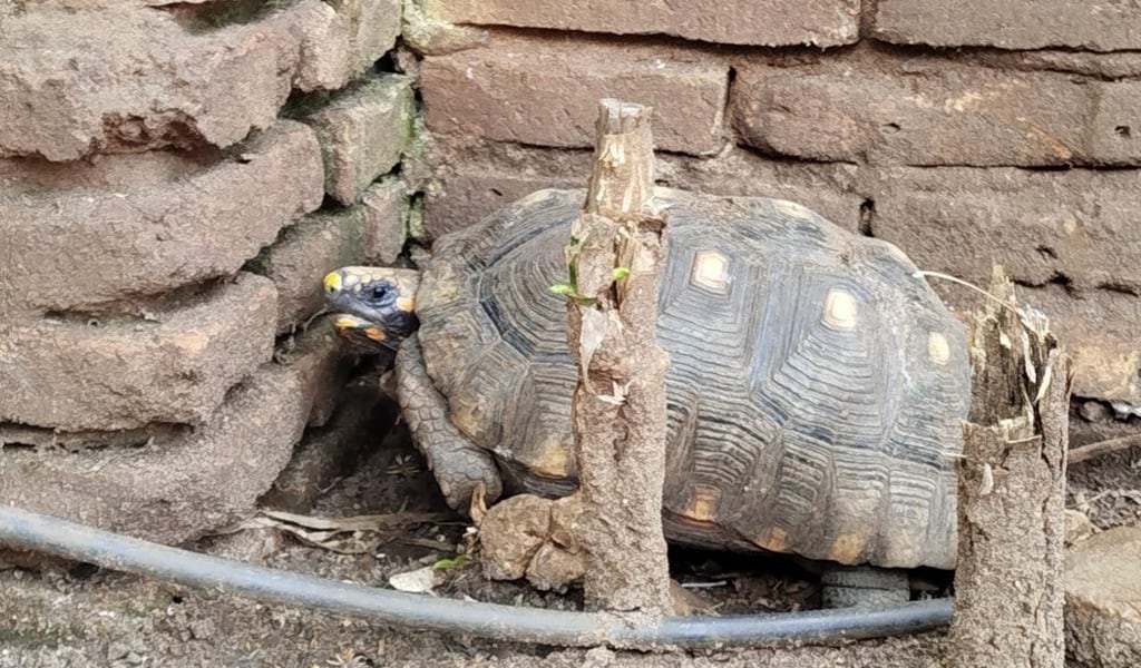 Allanamiento en una veterinaria de Posadas: hallaron más de 100 animales en condiciones de hacinamiento.
