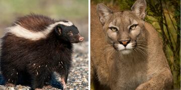 La divertida reacción de un zorrino al ver a un puma en Santa Cruz.