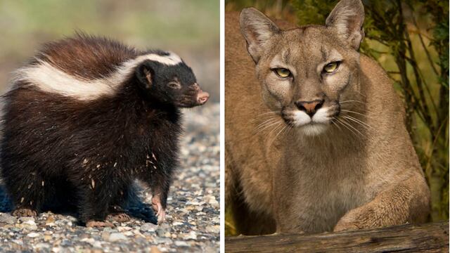 La divertida reacción de un zorrino al ver a un puma en Santa Cruz.
