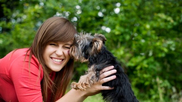 El perro que se volvió viral es un Yorkshire Terrier.