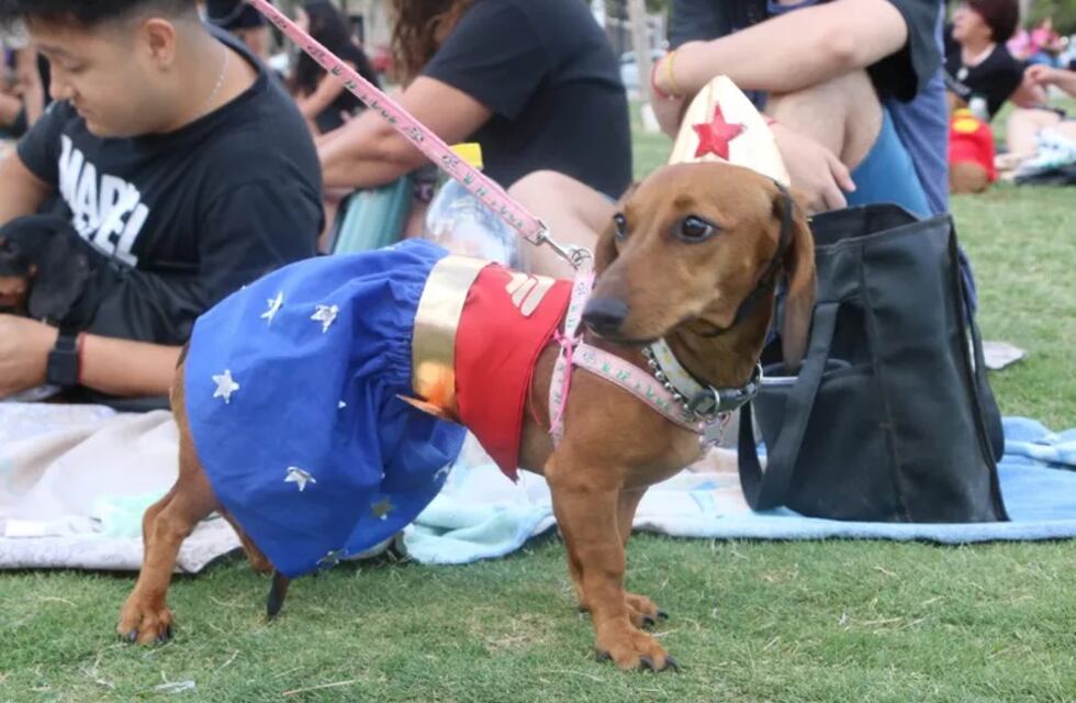 Primer “Salchi Encuentro” en San Juan reunió a cientos de perros salchichas lookeados