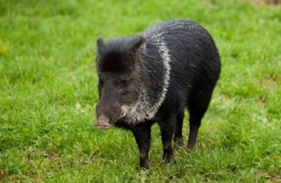 San Pedro: numerosa familia de pecaríes fue filmada cruzando la ruta