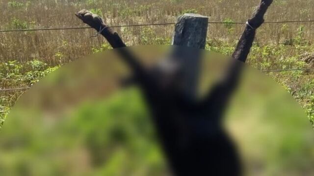 Perro asesinado y crucificado en Villa Mercedes