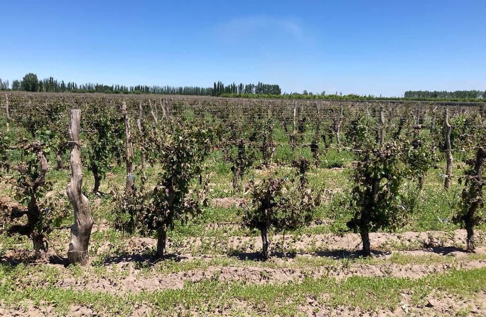 Pidieron declarar la emergencia agropecuaria en Mendoza hasta 2024