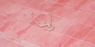 Encontraron una víbora en Mendoza.